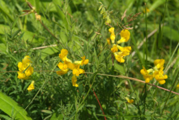 Lathyrus pratensisVeldlathyrus bestellen